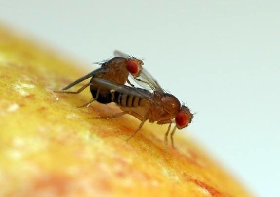 Drosophila