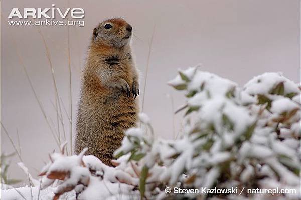 Arctic-ground-squirrel