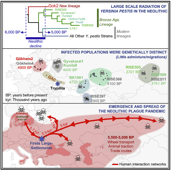 鼠疫桿菌，歐洲新石器時代崩潰的元凶？