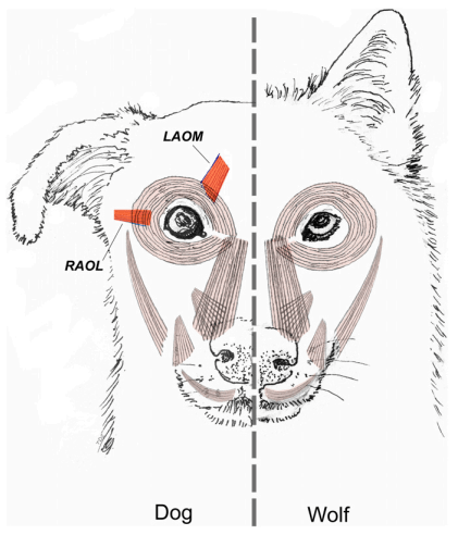 短篇 狗狗眼神詐騙人類憐愛的秘密，肌肉多一條