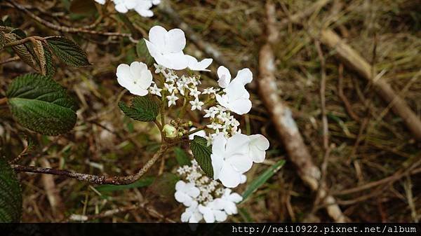 DSC08982.JPG