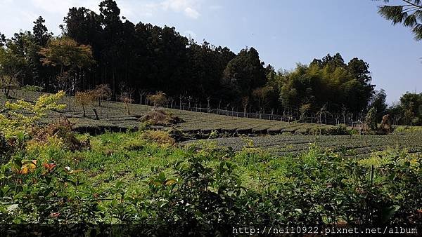 20190309頂湖鳳姐_190316_0022.jpg