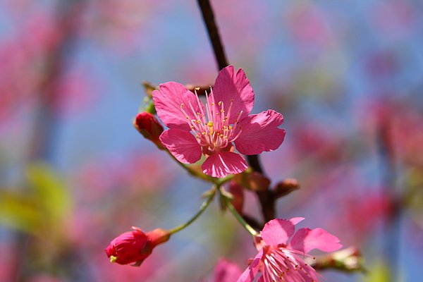 花岩山林_0004.JPG