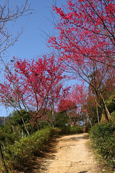 花岩山林_0007.JPG