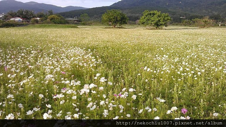 白色花海4.jpg