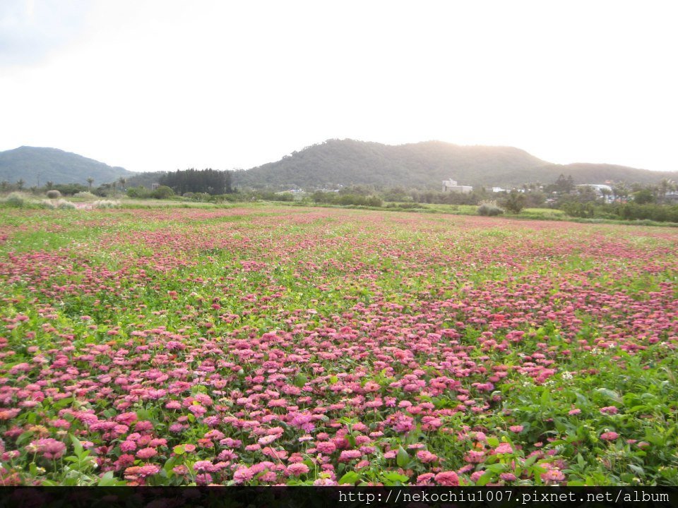 2013花海.jpg