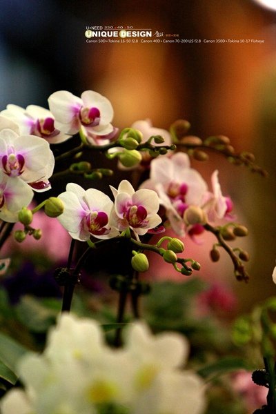 花市01.jpg