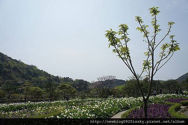 苗榜海芋園 DSC03844