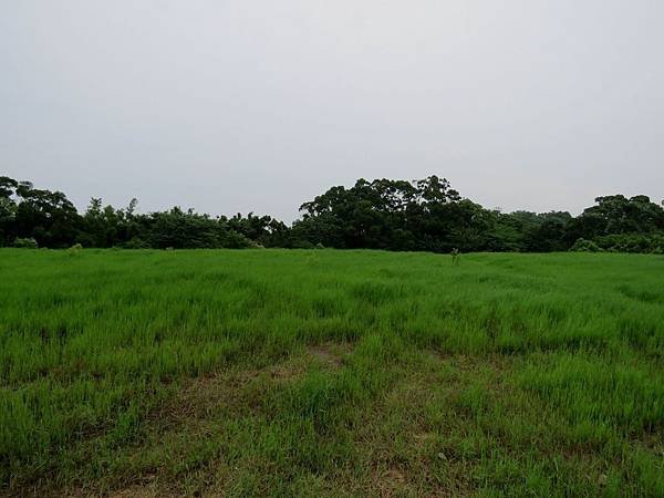 0177新竹市青青草原