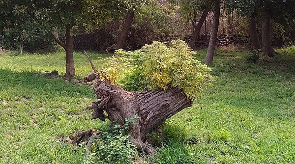 2379台中市清水區牛罵頭遺址文化園區