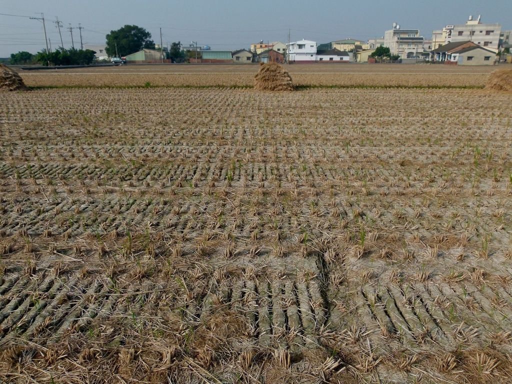 279、2014.1.5雲林縣大埤鄉三結社區