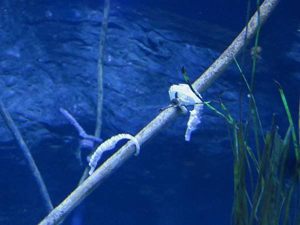 0103韓國水上星球動物園