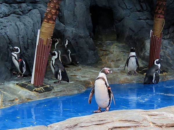 0115韓國水上星球動物園