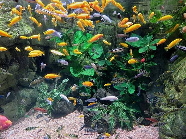 0116韓國水上星球動物園