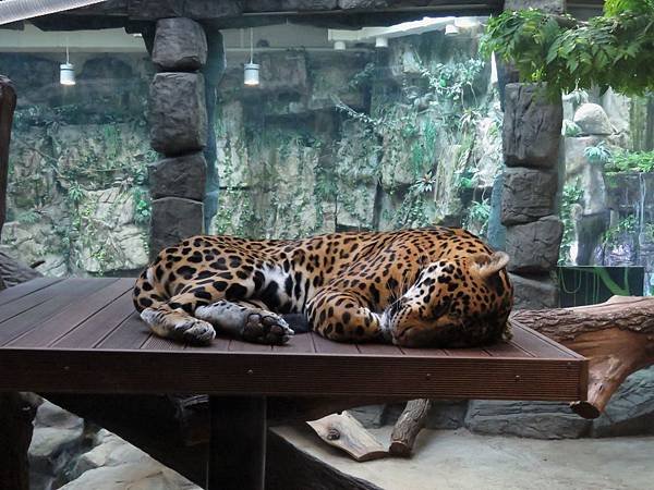 0117韓國水上星球動物園