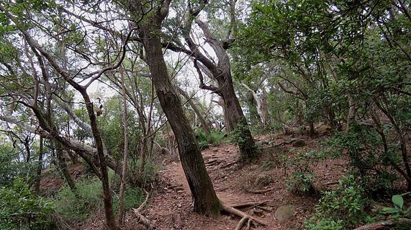 1283苗栗縣三義鄉火炎山登山步道