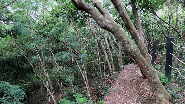 2884台中市北屯區南觀音山步道.jpg