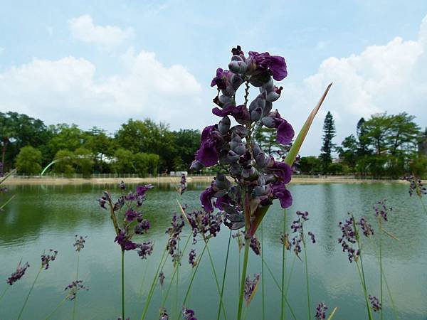 0231桃園市平鎮區社子陂塘生態公園.jpg