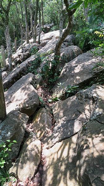 1284台南市南化區龍麟山步道.jpg