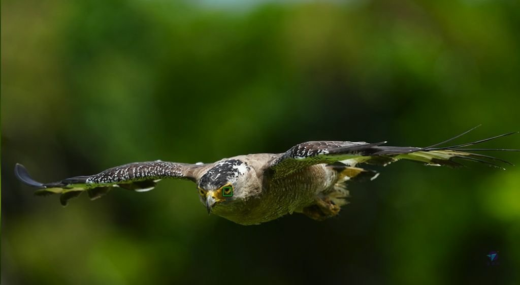 Pixnet-1952-002_愛鳥國際2025版打鳥器材排行榜(2024年數據統計)_bird photography gear in China 2024 2025 11_结果.jpg