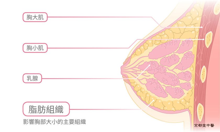 中醫豐胸針灸豐胸中醫減重減肥瘦身埋線肥胖五型京都堂中醫推薦費用價格優惠中醫減重經驗分享 (5)