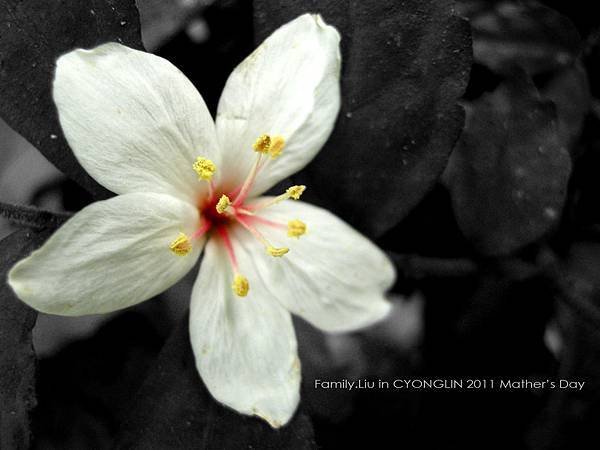 DSCN5485.jpg
