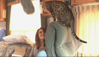 kris562.gif