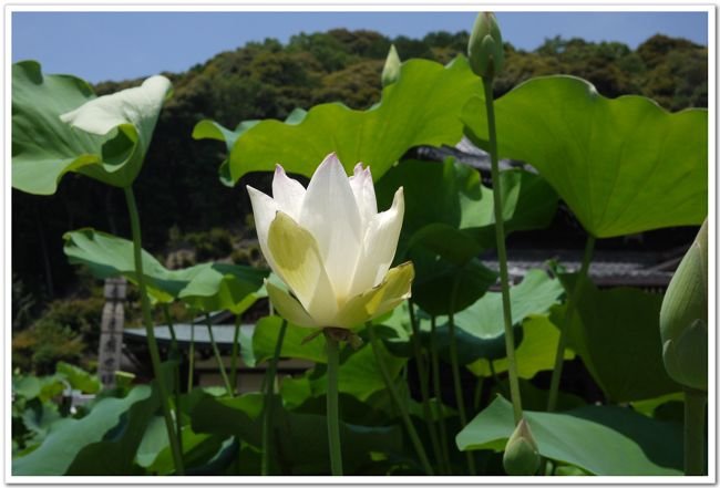 0712三室戶寺 (30).jpg