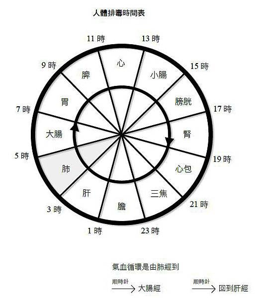 人體排毒與生理時鐘表+多喝水