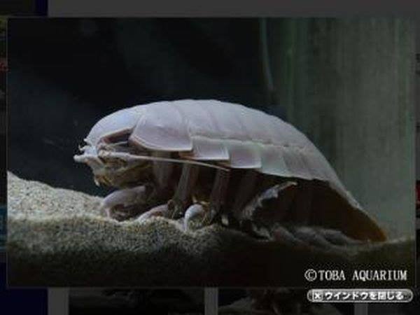 大王具足蟲1隻深海生物「大王具足蟲」今年1月2日邁入絕食第6