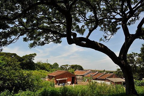 台灣十大最美濕地+國家重要新豐濕地(姜厝)/新竹縣新豐紅樹林