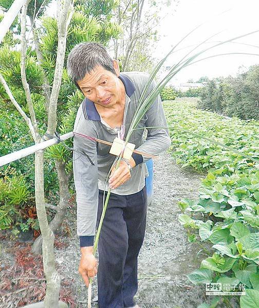 中秋節是傳說中土地公的生日，各地農民為了祈求土地及作物獲得庇