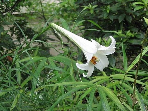 Lilium_formosanum_sphl