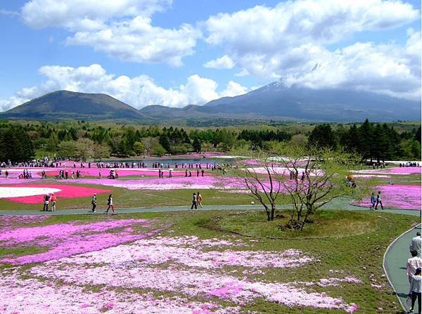 2015年富士櫻花季/富士本栖湖渡假村/關東地區最大的芝櫻季