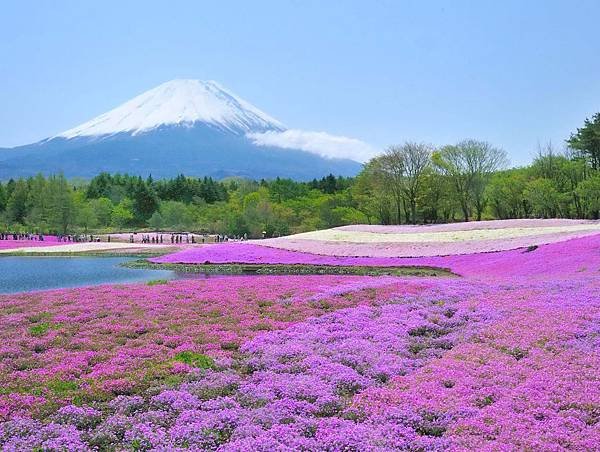 2015年富士櫻花季/富士本栖湖渡假村/關東地區最大的芝櫻季