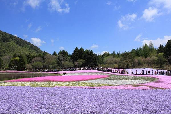 2015年富士櫻花季/富士本栖湖渡假村/關東地區最大的芝櫻季