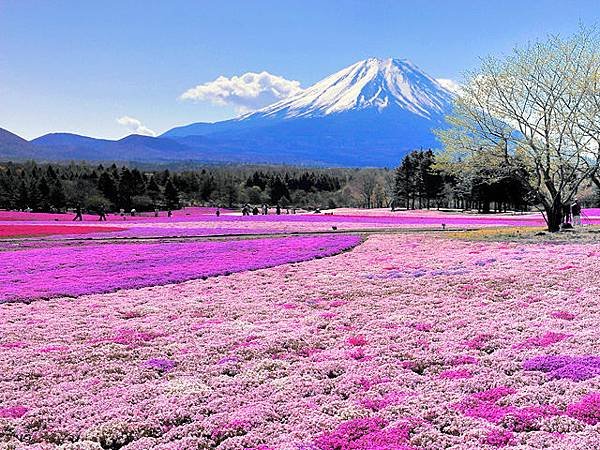 2015年富士櫻花季/富士本栖湖渡假村/關東地區最大的芝櫻季