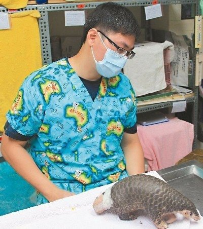 「鯪鯉（穿山甲）」二級保育類「穿木屐躦鯪鯉」/圓滾滾的吉祥物