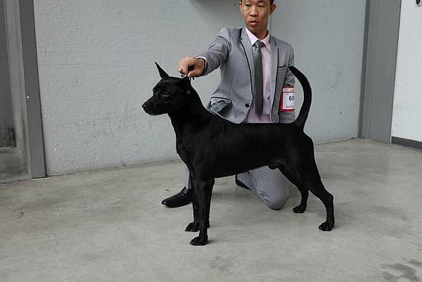 忠心台灣土狗獲國際認證正名「台灣犬」/台灣土狗通過70多個會