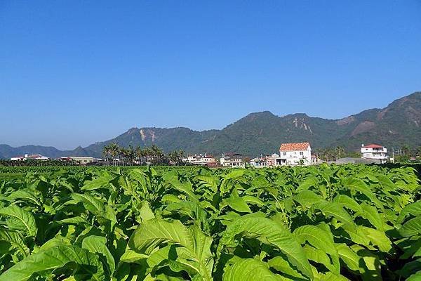 吸菸率+戒菸/若單靠意志力戒菸，每100個人中，只有5個人成