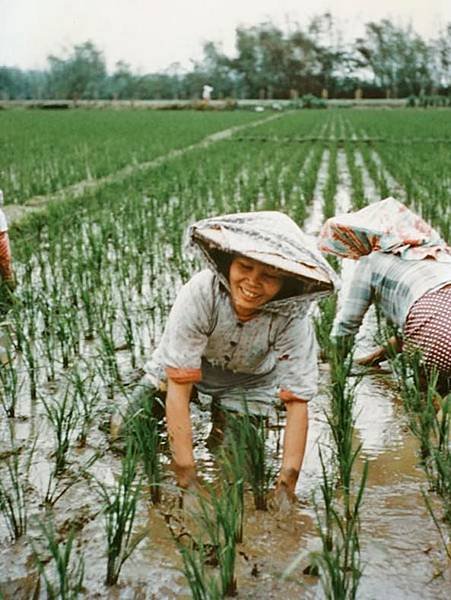 1960/1958年新竹客家婦女真實從事農務/新竹市光復路牛