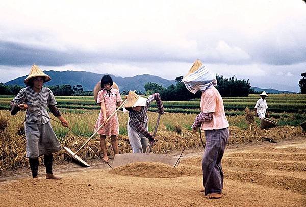 1960/1958年新竹客家婦女真實從事農務/新竹市光復路牛