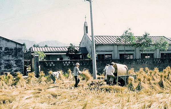 1960/1958年新竹客家婦女真實從事農務/新竹市光復路牛