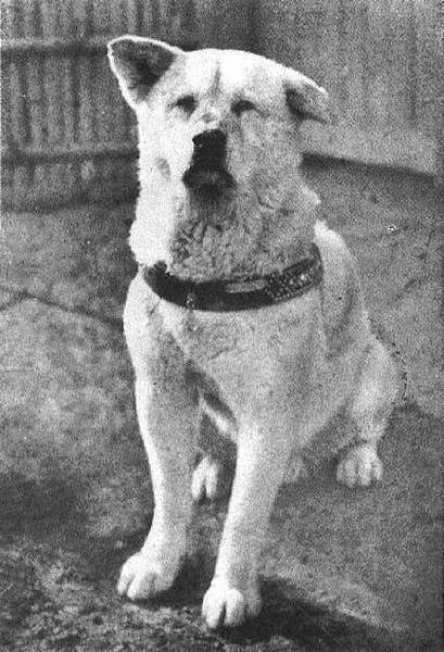 忠犬小八/秋田犬1934年忠犬八公/日本金氏世界紀錄旅遊景點