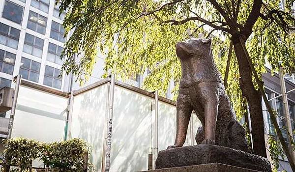 忠犬小八/秋田犬1934年忠犬八公/日本金氏世界紀錄旅遊景點