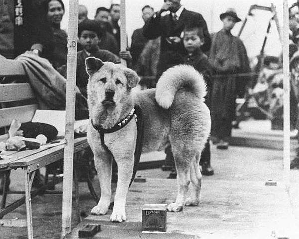 忠犬小八/秋田犬1934年忠犬八公/日本金氏世界紀錄旅遊景點