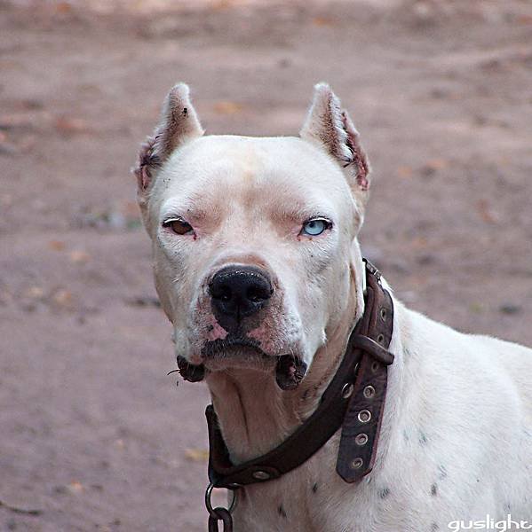 6種惡犬狗被列為危險犬種/比特犬、日本土佐犬、紐波利頓犬,阿