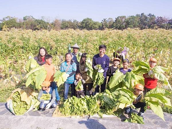 美濃菸葉田出近400位博士/台灣菸葉走入歷史/福安菸葉輔導站