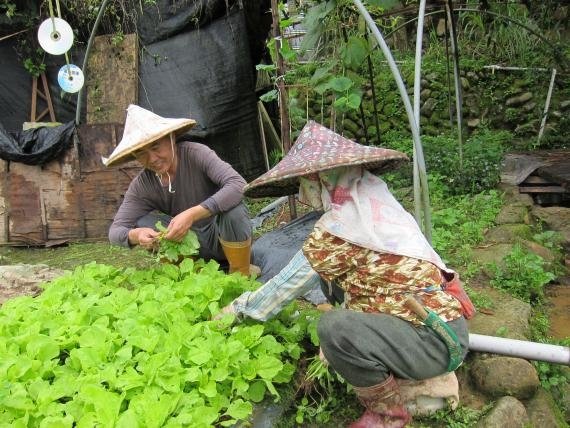 圖十  姜旭岡校長事母至孝每天都會陪著高齡的媽媽到菜園種菜孝親感人(6)