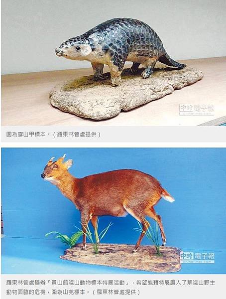 「鯪鯉（穿山甲）」二級保育類「穿木屐躦鯪鯉」/圓滾滾的吉祥物